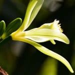 Fleur de vanille du Mexique