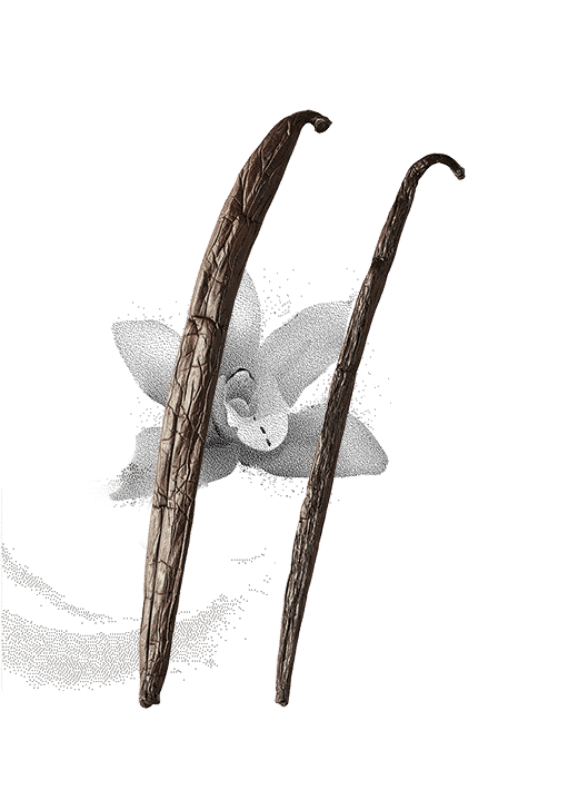 Comparaison d'une gousse de vanille X Tahitensis et Planifolia