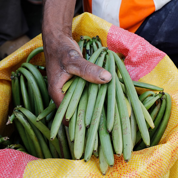 Gousses vertes de vanille biologique de Madagascar