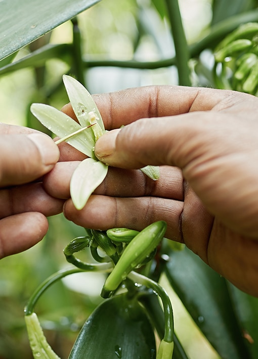 Pollinisation manuelle de la fleur de vanille Planifolia à Madagascar - Norohy