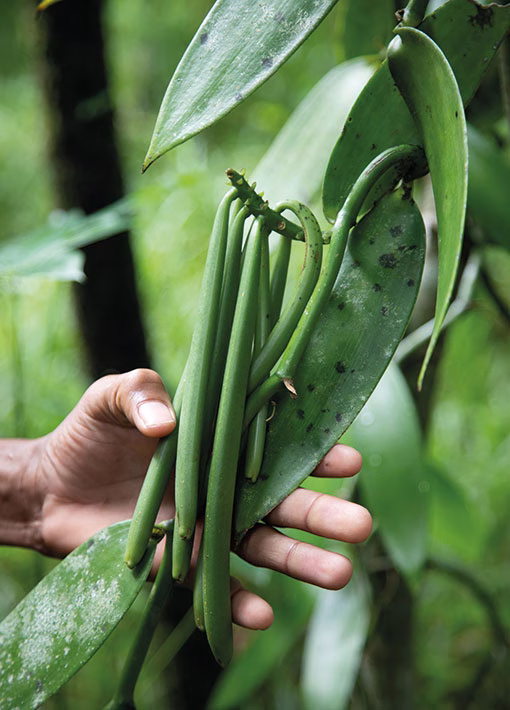 Cueillette récolte de la vanille Planifolia à Madagascar - Norohy