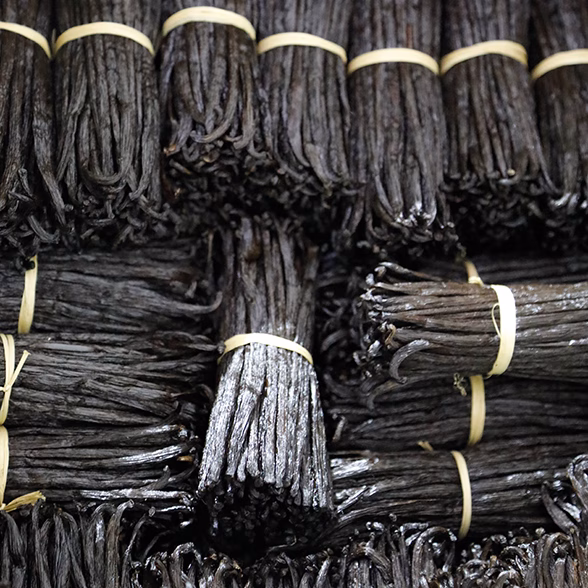 Vanille noire gourmet Norohy de Madagascar, Planifolia