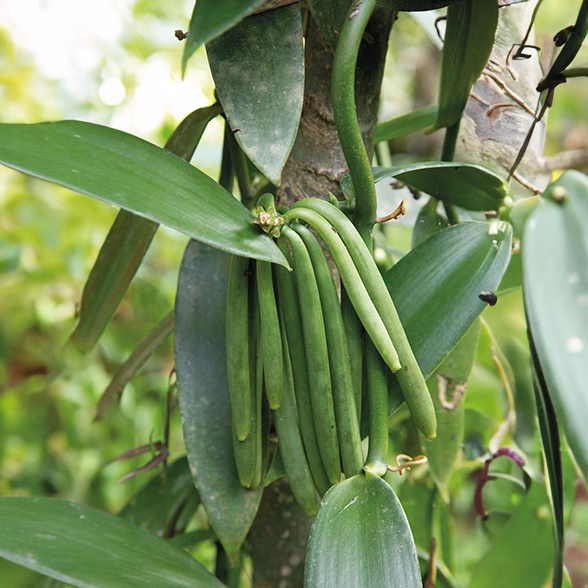 Vanille-Planifolia-variété