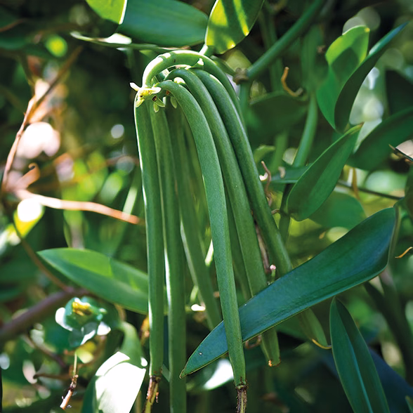 variété Tahitensis vanille 