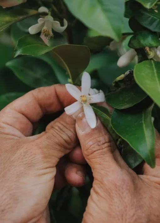 Signes de qualité et défaut des eaux florales