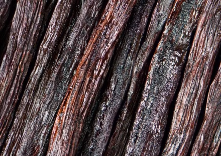 conserver-la-vanille