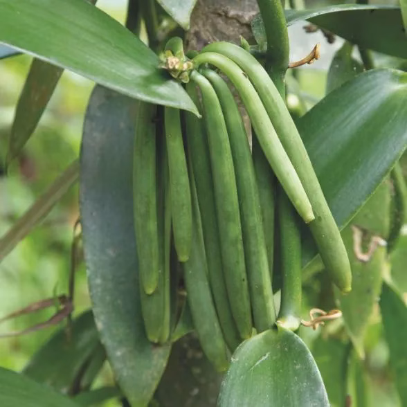 Meilleure gousse de vanille : Gousse de vanille planifolia