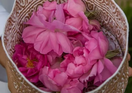 Culture-de-la-rose-de-damas-en-bulgarie-