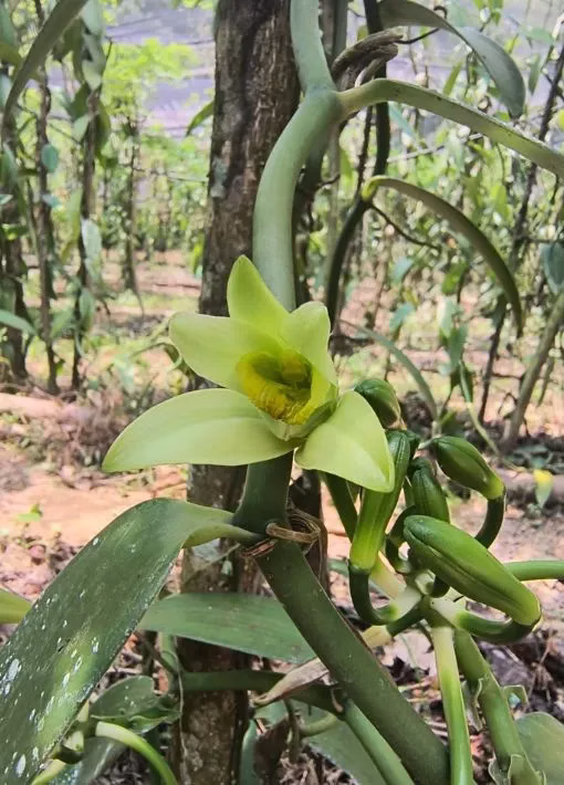chasseurs de saveurs partenariat norohy